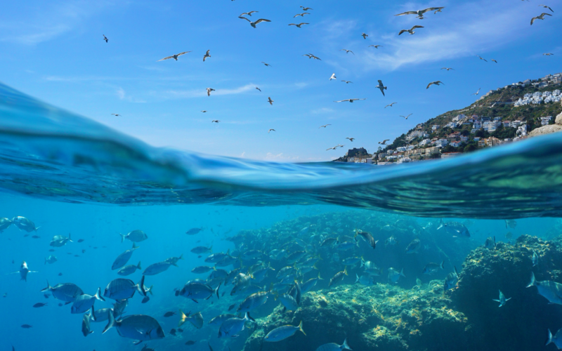 Lush view of fish swimming underwater and a flock of birds above in the sky