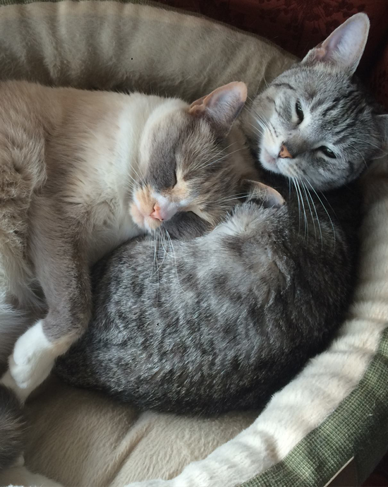 A grey tabby cat and white siamese cat curled up together, asleep.