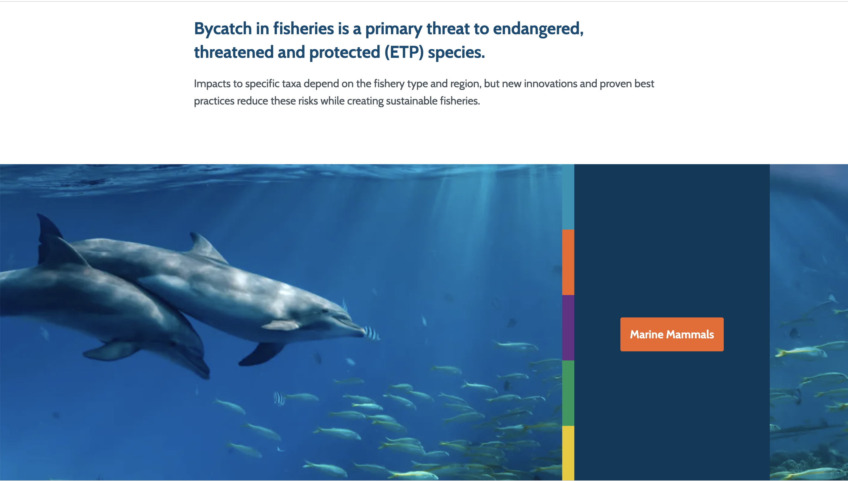 Dolphins, a bycatch species, swimming near a school of small fish