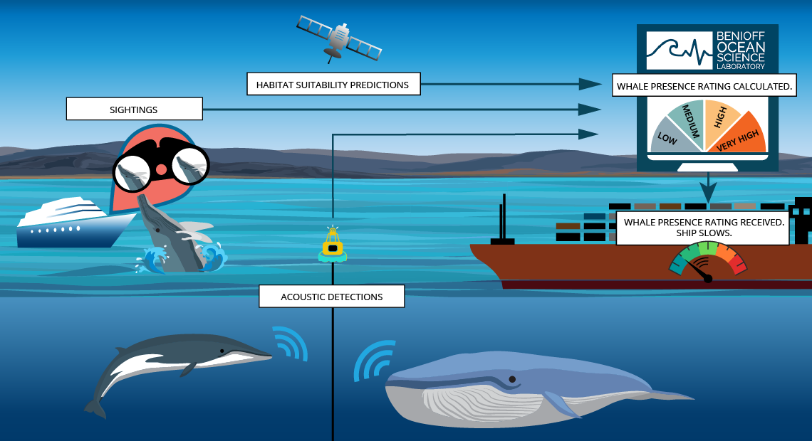 Infographic showing how Benioff acquires data about whales: human sightings, listening to whalesong, satellite data.